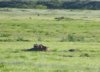 Prairie Dogs - Copy.jpg