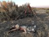 coyote kill 41 with Atlas tactical.JPG