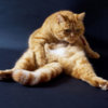 cat-licks-butt.jpg