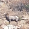 pikespeakgoat