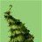 Pinetreebbs