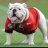 Ga-Bulldog