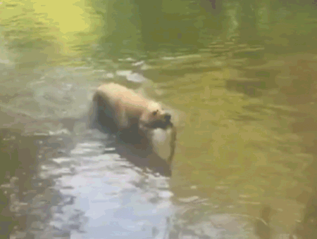 tumblr_nxk1gzDrFp1ul3kszo1_500.gif