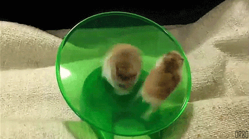 tumblr_pv3pzxHB741xpw1ano1_500.gif