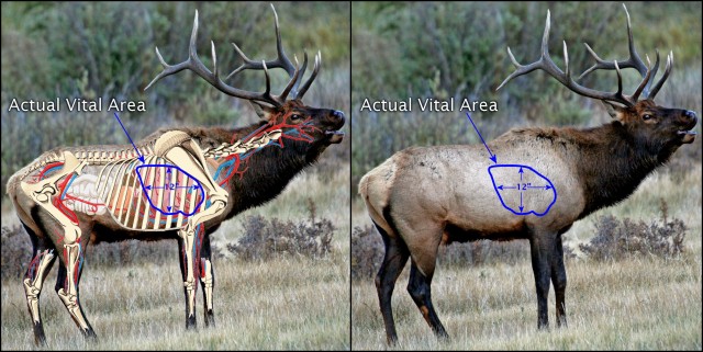 12a.-ElkVitals-640x321.jpg