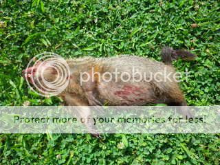 IMGP0011-003.jpg