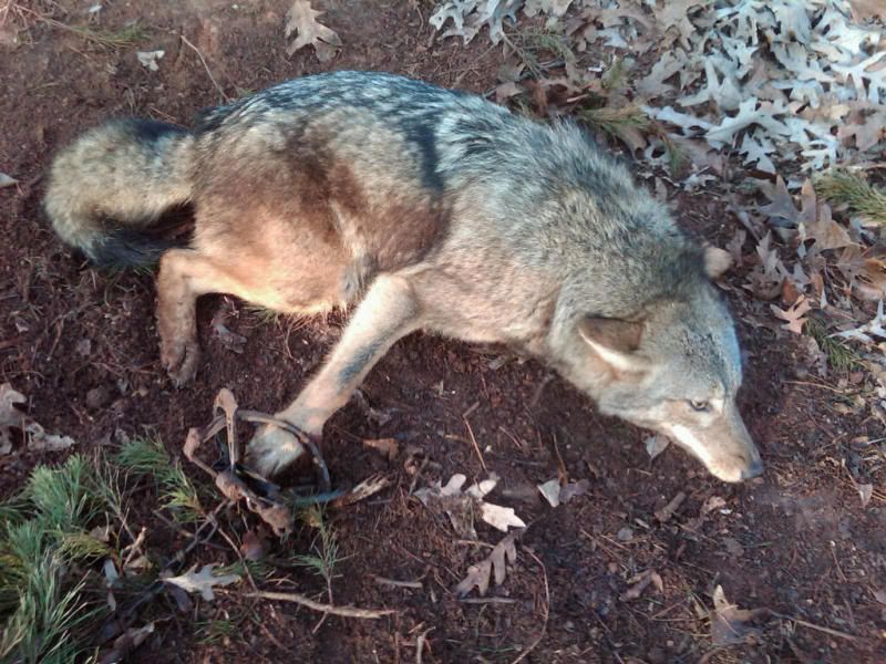 Coyote01.jpg