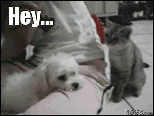 tumblr_pr6806ArWv1y0s4d1o1_400.gif