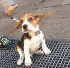 tumblr_p7gf6oeREz1vkzuj9o1_400.gif