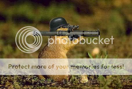 rambodog1.jpg