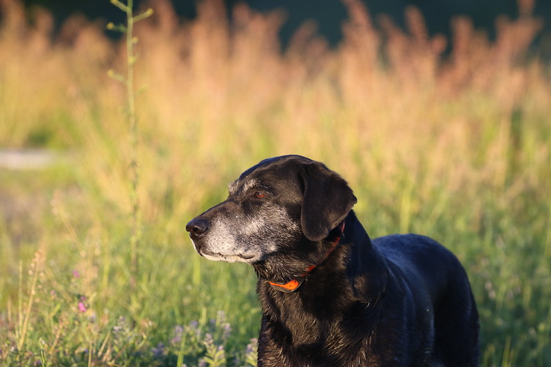 6V0A7748-L.jpg
