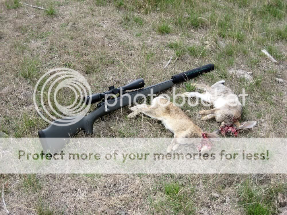 PSE-RabbitsFeb11.jpg