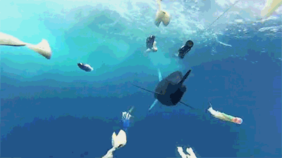 daily-gifs-mix-380-3.gif