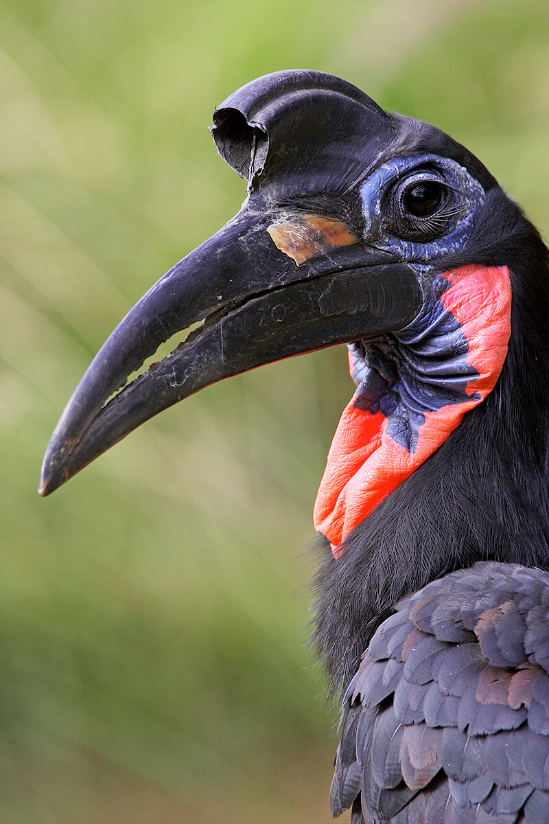 hornbill_Abyssinian.jpg