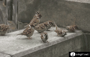 tumblr_pexxb0aiIk1weo0two1_400.gif