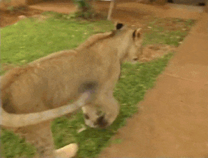 tumblr_o87uqfF0Fb1v155zjo1_400.gif