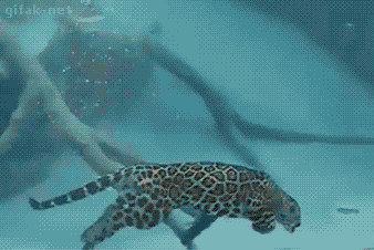 tumblr_nnlzpwtOqN1s2yegdo1_400.gif