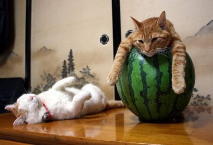 watermelon-90718.jpg