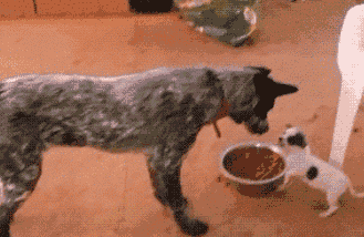 tumblr_p4s2y73xSn1x1rzago1_400.gif