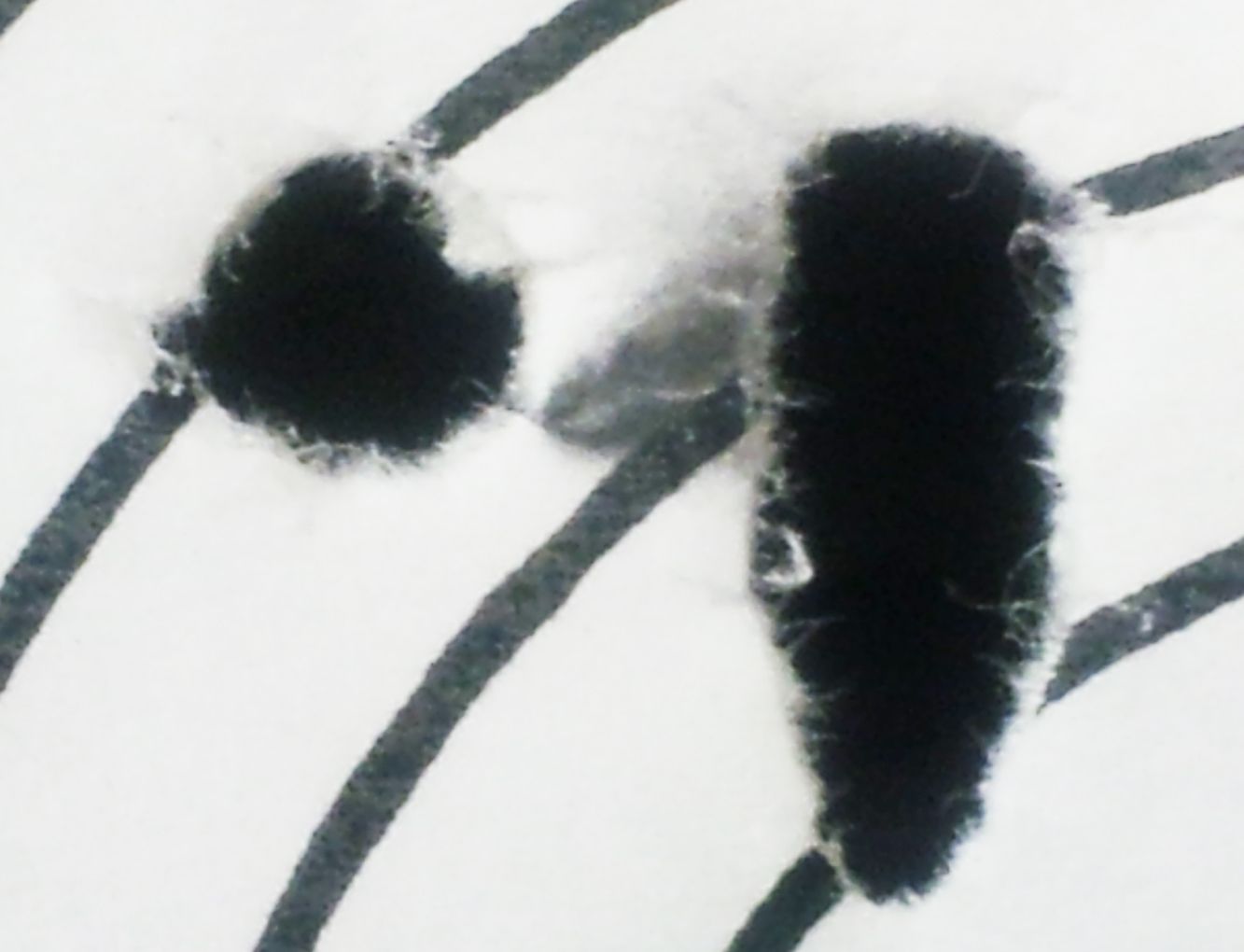 Comettails005_zps5e3b2677.jpg