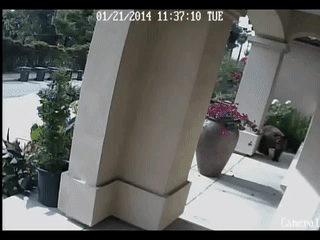 tumblr_olgysv0hsF1vnq1cro1_400.gifv