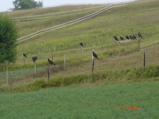 DSC00919.jpg