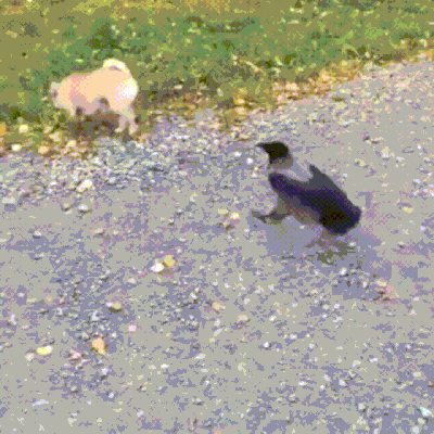 tumblr_picqohPaA71t1a1iao1_400.gif