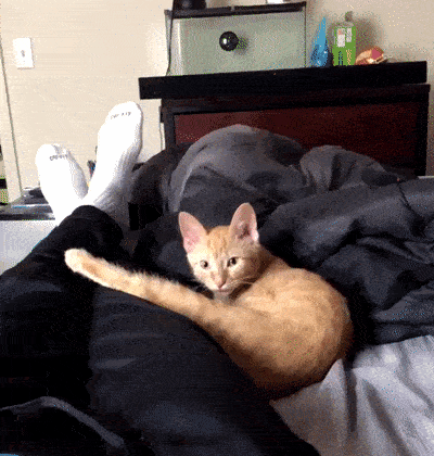 tumblr_ppiyzzAhg51wt391t_400.gif