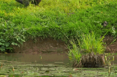 tumblr_pva05ydypW1r2c4jao1_400.gifv