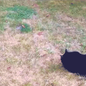 tumblr_ptavfd3IrS1ry46hlo1_400.gif