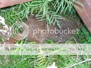 IMGP0001-003.jpg