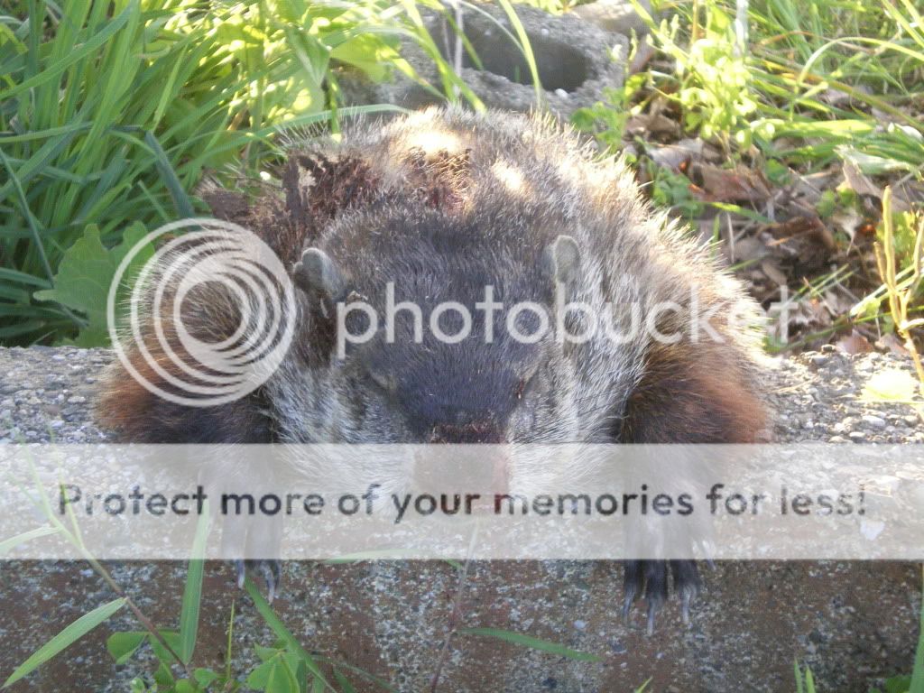IMGP6018.jpg