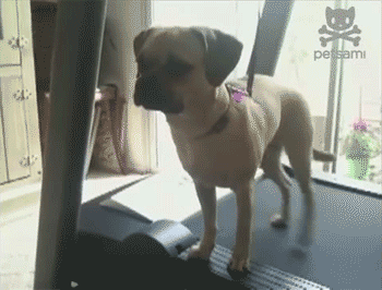 tumblr_ohghrydzSd1v1frjoo1_400.gif