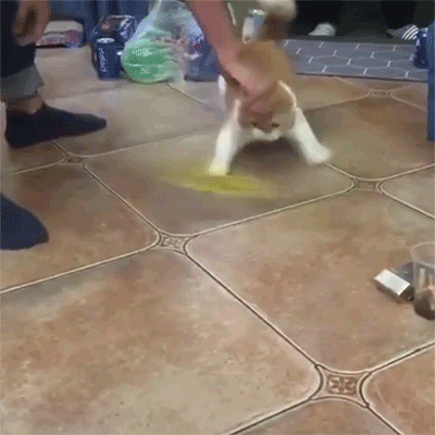 tumblr_pqhmvfPkXs1ry46hlo1_r2_400.gif