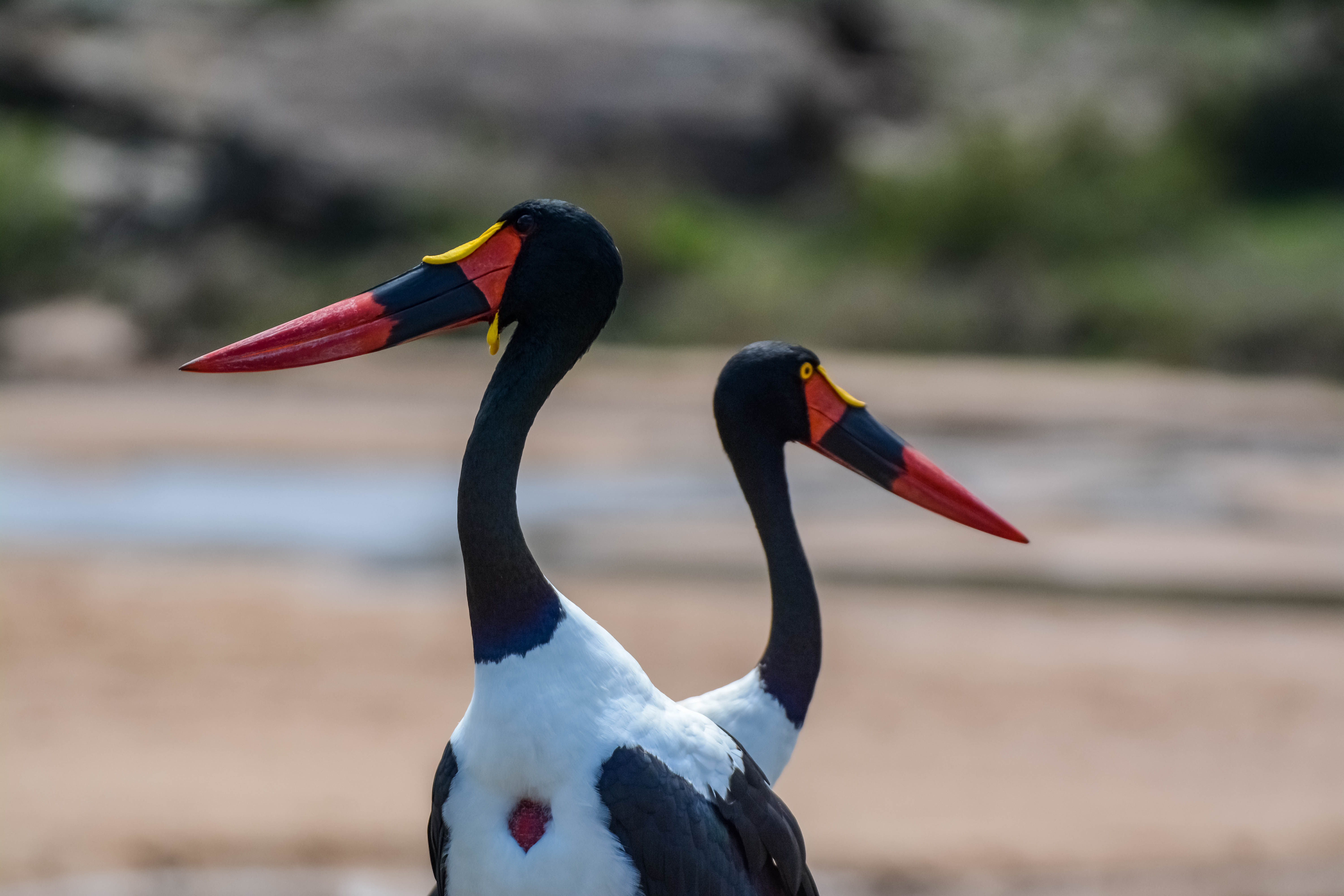 saddle-billed-stork.jpg