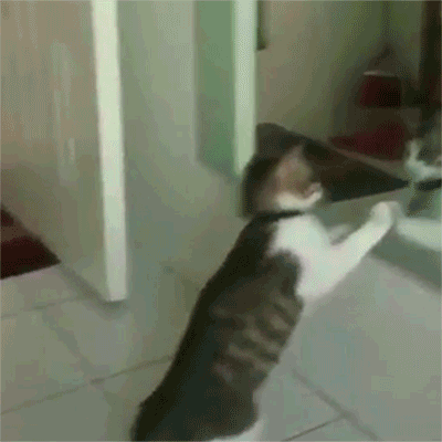 tumblr_ppuucw9EWt1ry46hlo1_400.gif