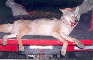 coyote3.jpg