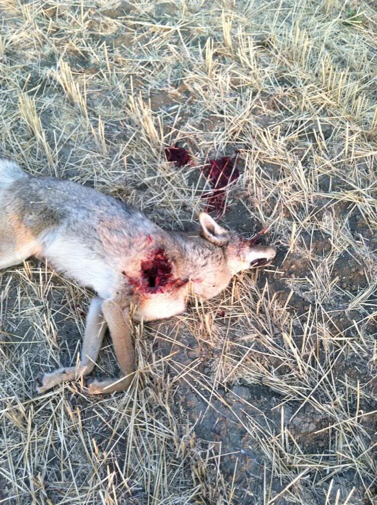 Coyote_04.jpg
