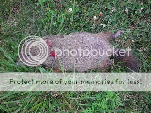IMGP0009-004.jpg