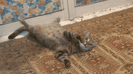 tumblr_pk96vj3faU1ukxxj7o1_500.gif