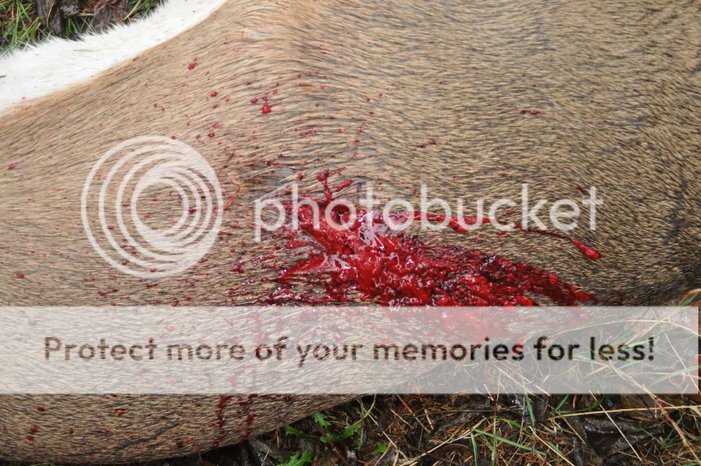 2011Buck11.jpg