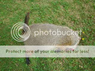 IMGP0068.jpg