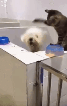 tumblr_owjqr2OR9r1tfmrz4o1_250.gif