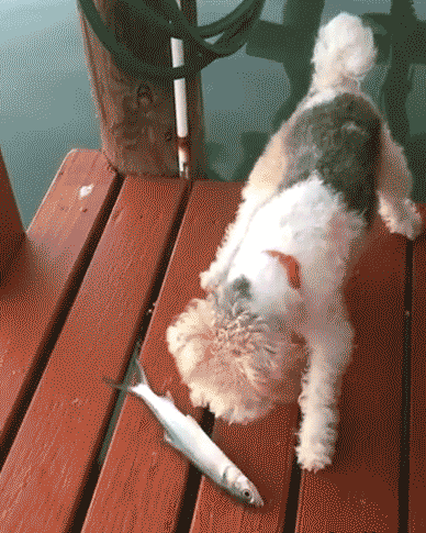 tumblr_og19cyI5iD1v1frjoo1_400.gif