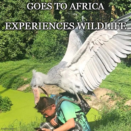 4w14j2.jpg