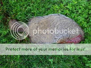 IMGP0010-001.jpg