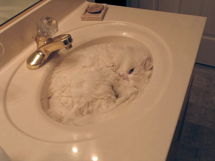 cat-sleeping-sink-21422-15949.jpg