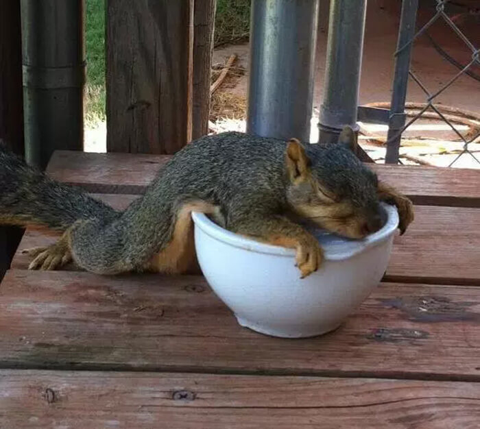squirrel-asleep-58309.jpg