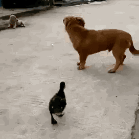 tumblr_po9a0kjKv11u3yobi_400.gifv