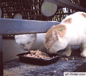 tumblr_p04mexVQMT1ugqunqo1_400.gif